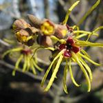 Hazelwitch Extract